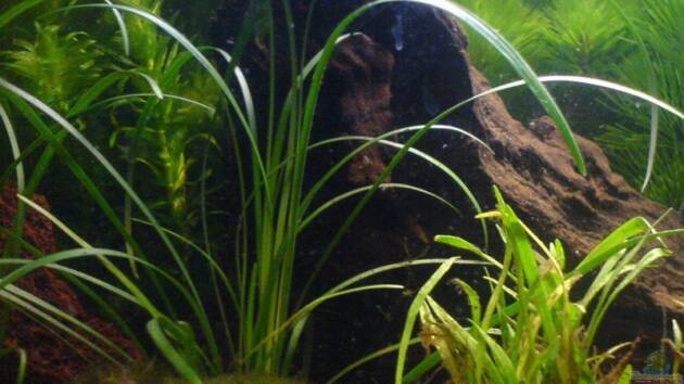 Zum Beispiel Becken 6303