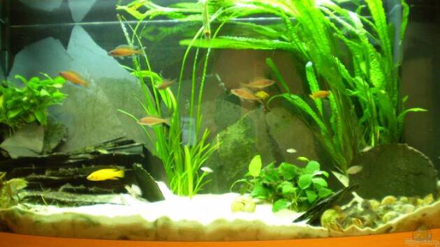 Zum Beispiel Becken 6351