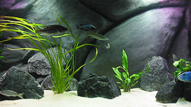 Zum Beispiel Becken 6457