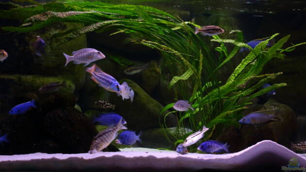 Zum Beispiel Becken 6712