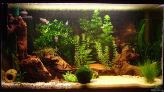 Zum Beispiel Becken 6766