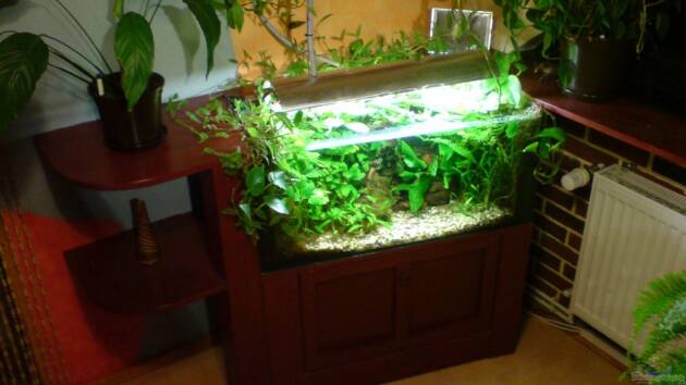 Zum Beispiel Das Wirbellosen- und Guppybecken