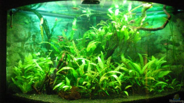 Zum Beispiel Aqua Asia ++Nur noch als Beispiel++