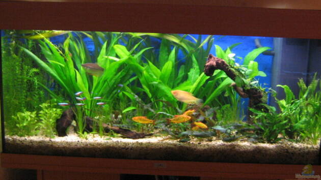 Zum Beispiel Becken 6867