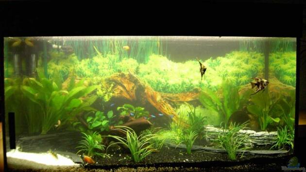 Zum Beispiel Becken 6973