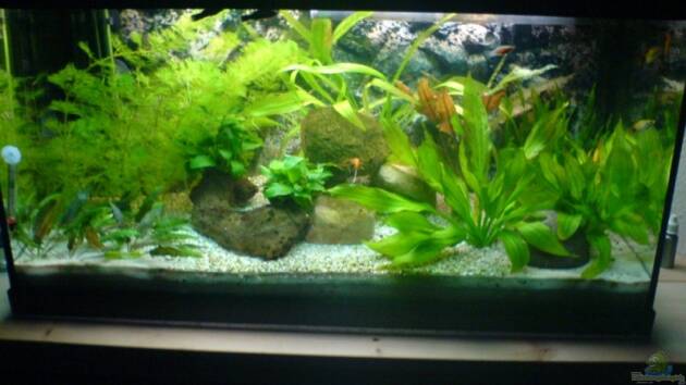 Zum Beispiel Becken 6996