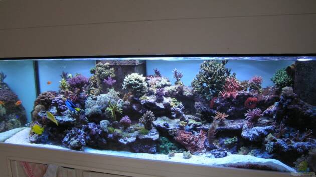 Zum Beispiel Becken 7113