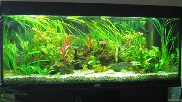 Zum Beispiel Becken 7396