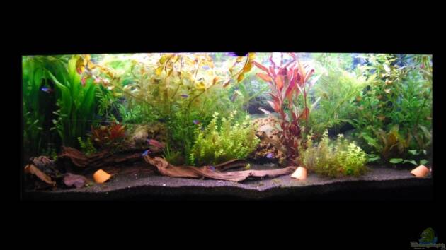 Zum Beispiel Becken 7453