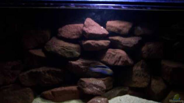 Zum Beispiel CAfra Artenbecken