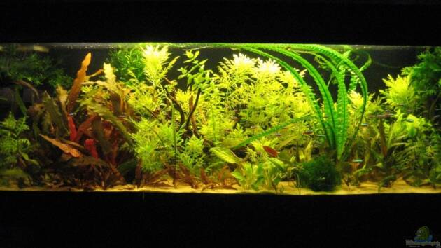 Zum Beispiel Becken 7633