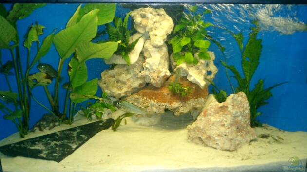 Zum Beispiel Becken 807