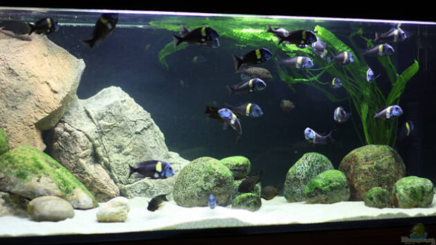 Zum Beispiel Becken 8211