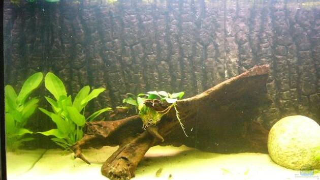 Zum Beispiel Becken 8256