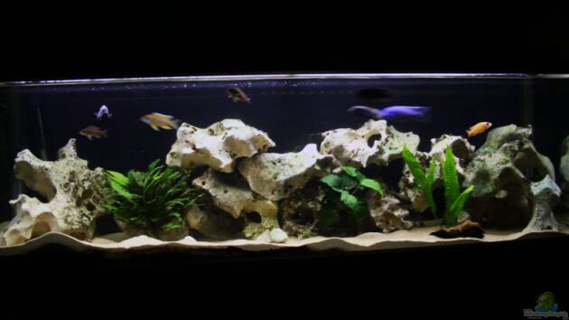 Zum Beispiel Becken 8259