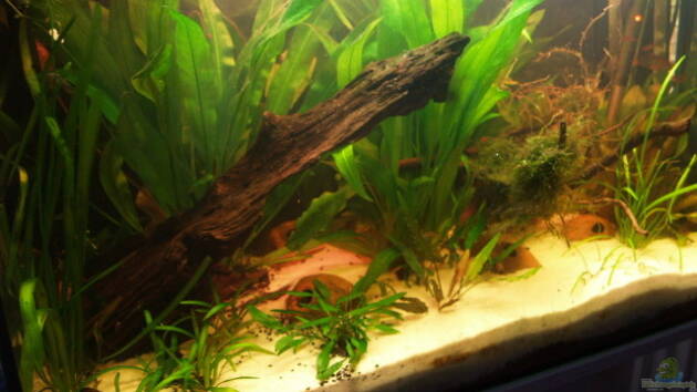 Zum Beispiel Becken 8265