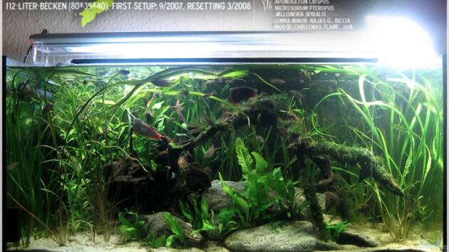 Zum Beispiel Becken 8455