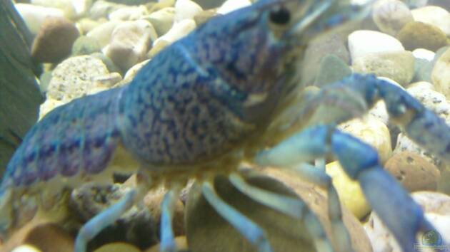 Zum Beispiel Becken 8575