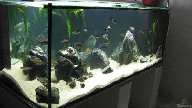 Zum Beispiel Fadenmaulbrüter-Tank