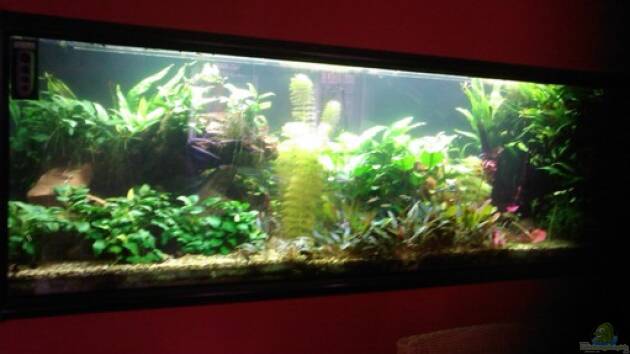 Zum Beispiel Becken 8766