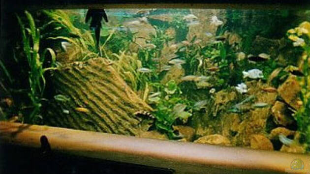 Zum Beispiel Becken 88