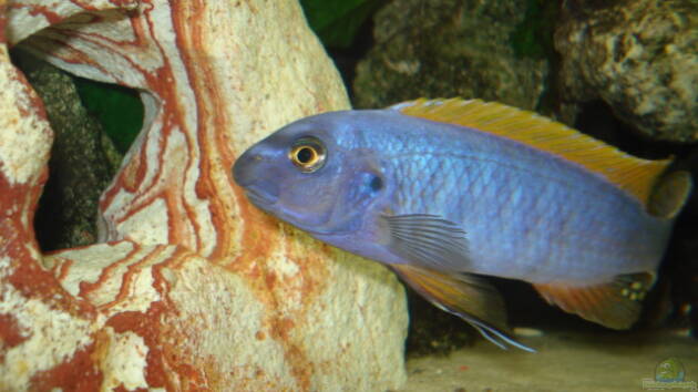 Zum Beispiel Mein 200l Hauptbecken