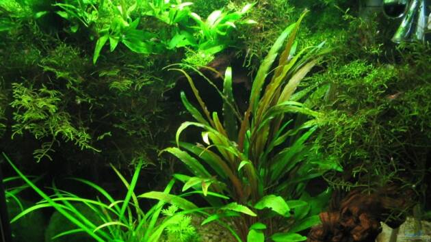 Zum Beispiel Becken 9065