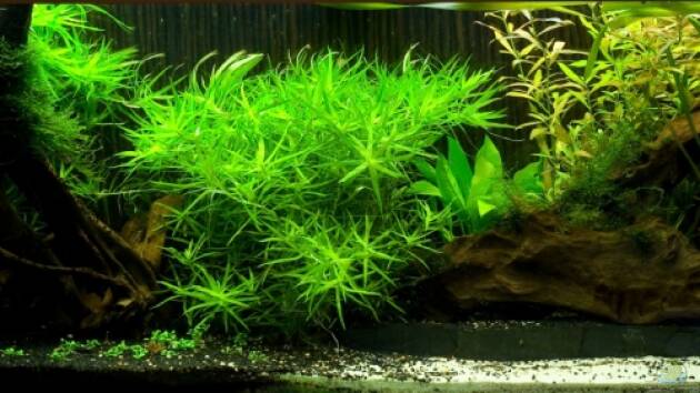 Zum Beispiel Bepflanztes Gesellschaftsbecken (alt)