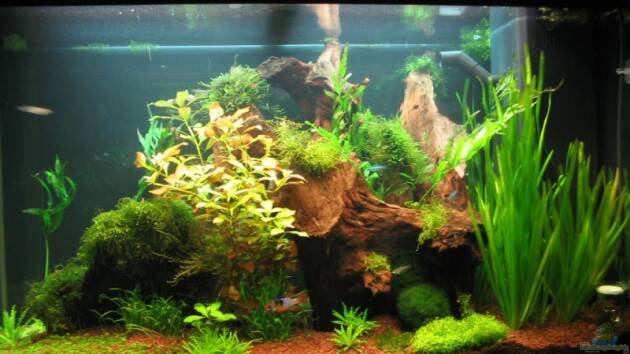 Zum Beispiel Becken 9458