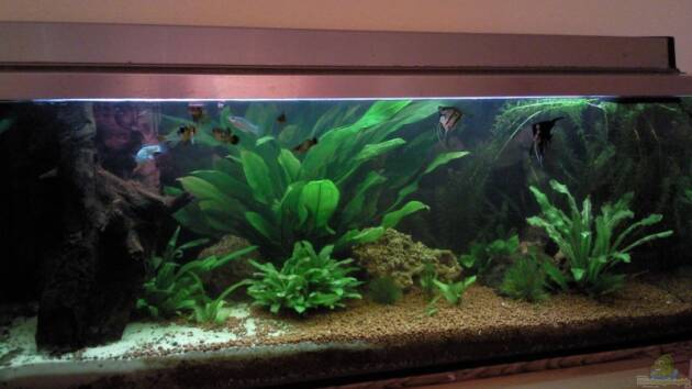 Zum Beispiel Becken 9565