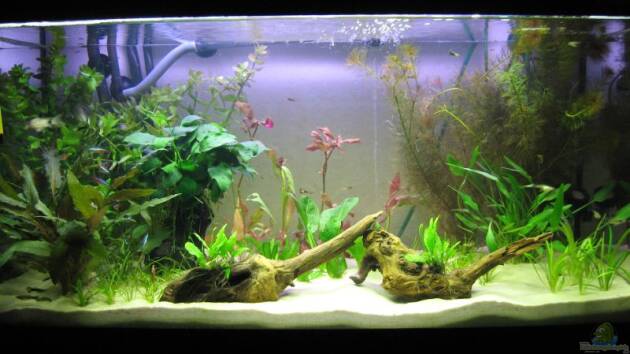 Zum Beispiel Becken 9571