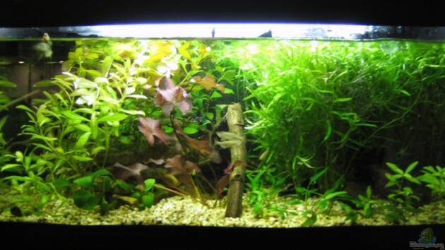 Zum Beispiel Becken 9592