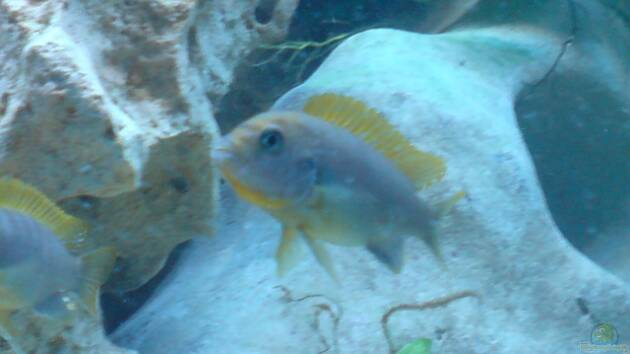 Zum Beispiel Becken 9642