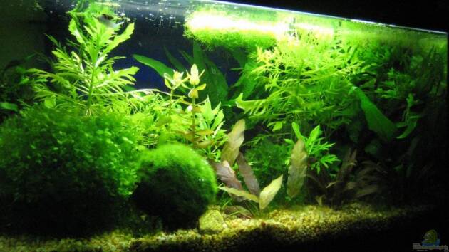 Zum Beispiel Becken 9760