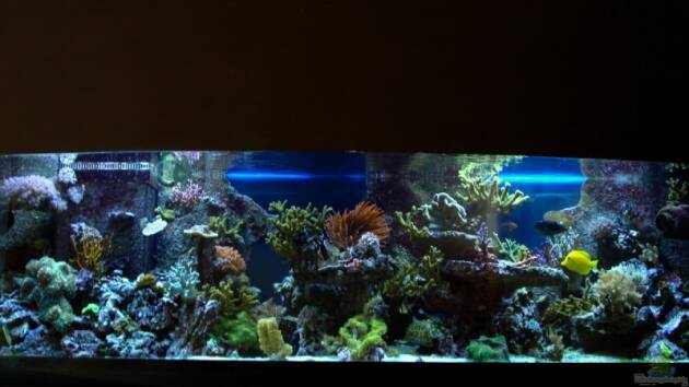 Zum Beispiel Becken 9800