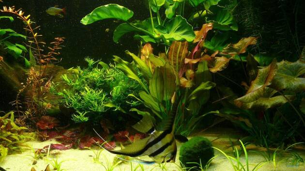 Zum Beispiel Becken 9856