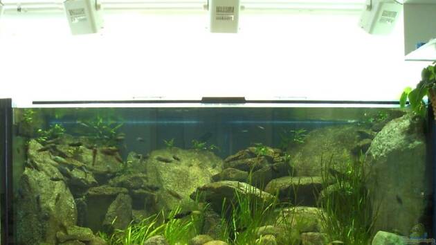 Zum Beispiel Becken 986