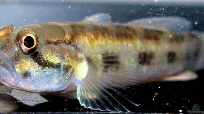 Acentrogobius viridipunctatus Gefleckte grüne Grundel