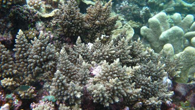 Acropora longicyathus Alle wichtigen Infos