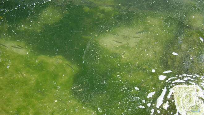 Aphanius iberus Spanienkärpfling Alle Infos