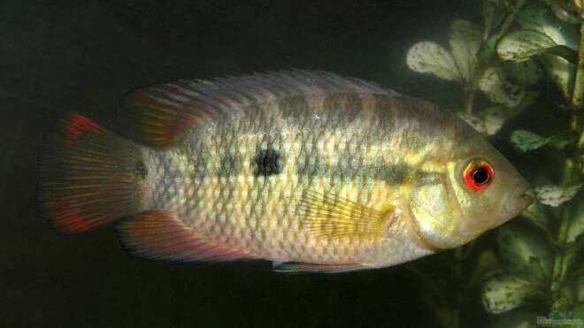 Australoheros facetus Chamaeleonbuntbarsch