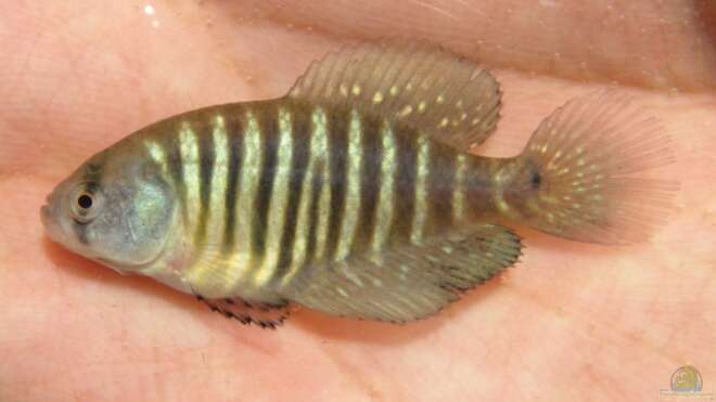 Austrolebias charrua Alle wichtigen Infos