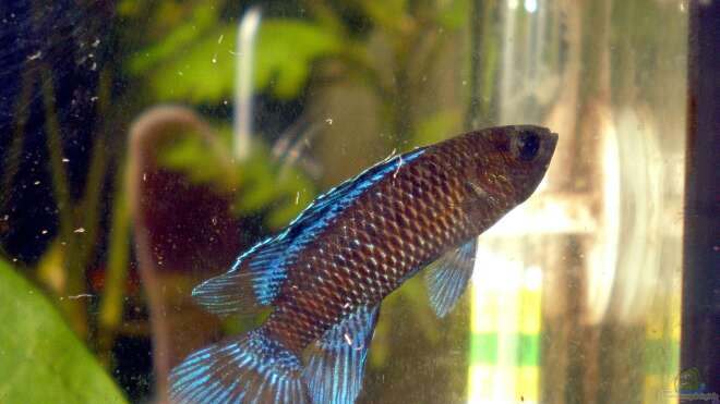 Badis badis Blaubarsch Alle wichtigen Infos