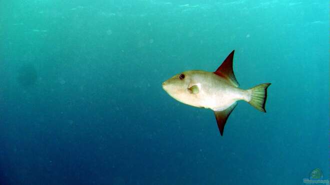 Canthidermis sufflamen DunklerDrückerfisch