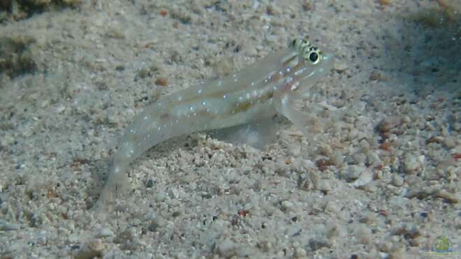 Coryphopterus tortugae Alle wichtigen Infos