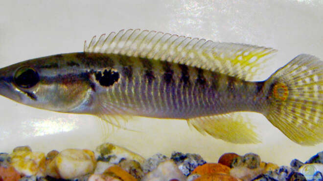 Crenicichla punctata Alle wichtigen Infos