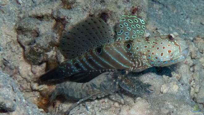 Cryptocentrus caeruleopunctatus Alle wichtigen Infos