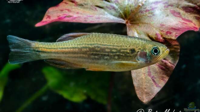 Danio dangila Schnauzbartbärbling Alle Infos