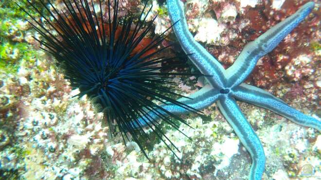 Diadema mexicanum MexikanischerDiademSeeigel