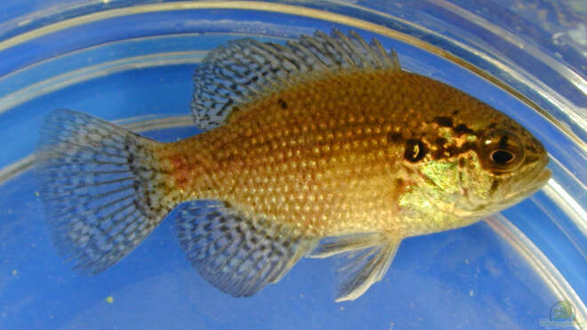 Enneacanthus gloriosus KiemenfleckDiamantbarsch